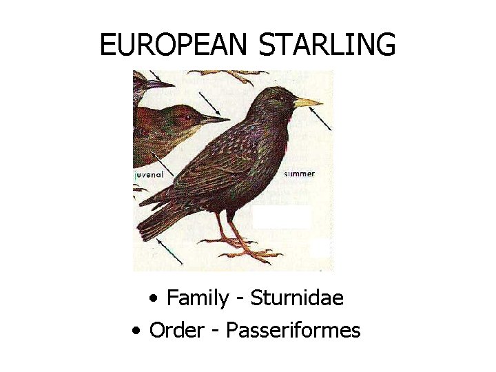 EUROPEAN STARLING • Family - Sturnidae • Order - Passeriformes 