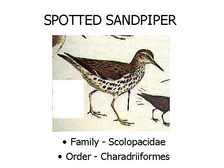 SPOTTED SANDPIPER • Family - Scolopacidae • Order - Charadriiformes 