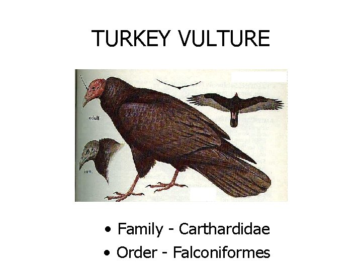 TURKEY VULTURE • Family - Carthardidae • Order - Falconiformes 