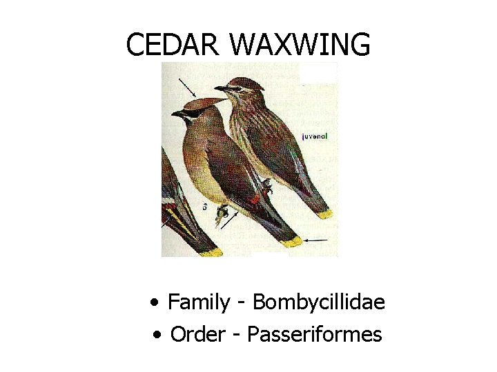 CEDAR WAXWING • Family - Bombycillidae • Order - Passeriformes 