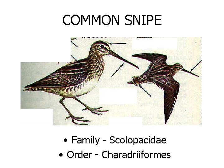 COMMON SNIPE • Family - Scolopacidae • Order - Charadriiformes 