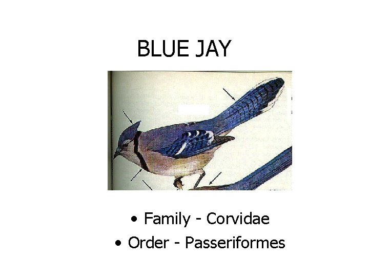 BLUE JAY • Family - Corvidae • Order - Passeriformes 