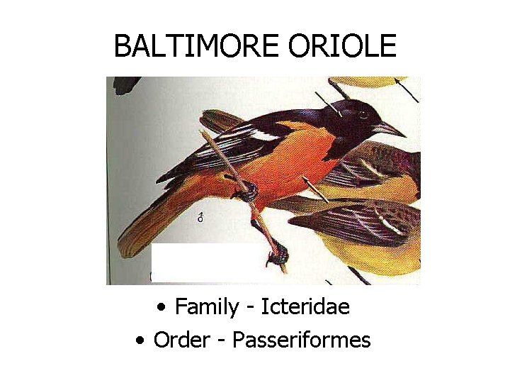 BALTIMORE ORIOLE • Family - Icteridae • Order - Passeriformes 