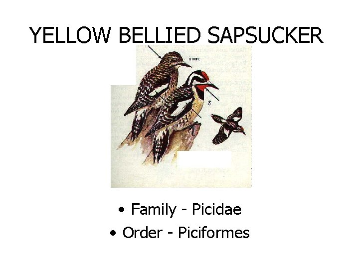 YELLOW BELLIED SAPSUCKER • Family - Picidae • Order - Piciformes 