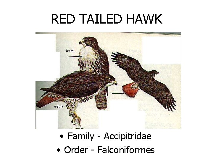 RED TAILED HAWK • Family - Accipitridae • Order - Falconiformes 