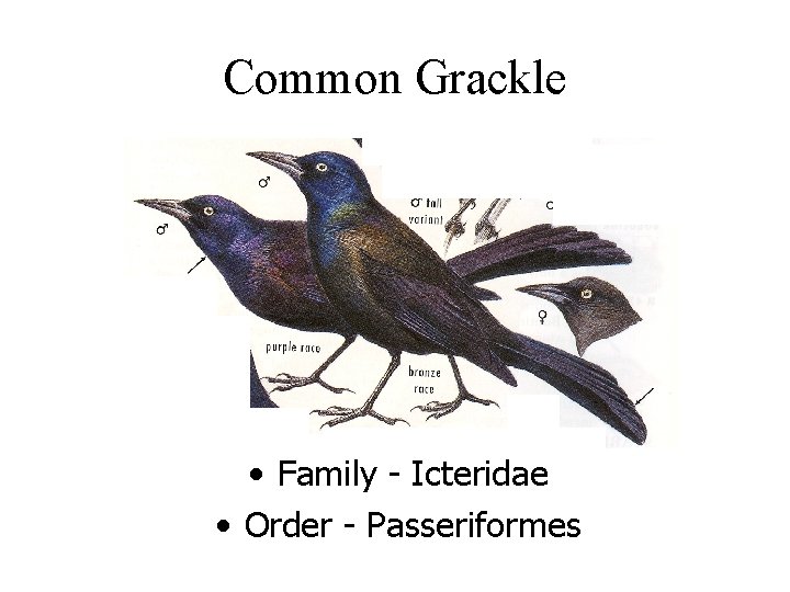 Common Grackle • Family - Icteridae • Order - Passeriformes 