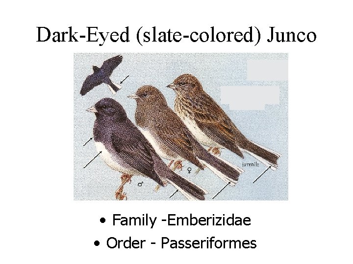 Dark-Eyed (slate-colored) Junco • Family -Emberizidae • Order - Passeriformes 