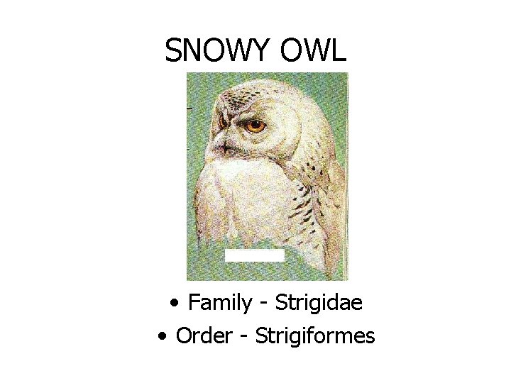 SNOWY OWL • Family - Strigidae • Order - Strigiformes 