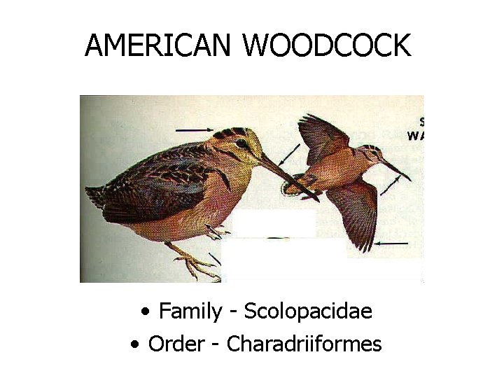 AMERICAN WOODCOCK • Family - Scolopacidae • Order - Charadriiformes 