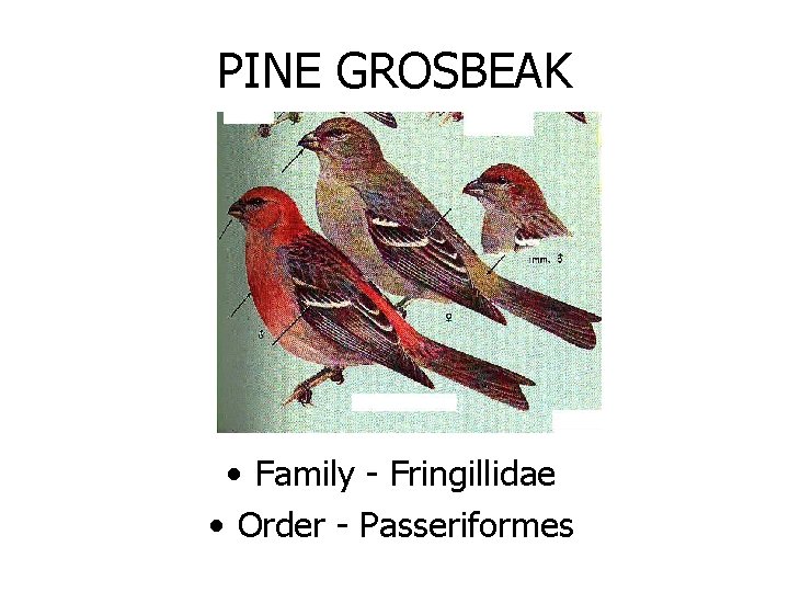 PINE GROSBEAK • Family - Fringillidae • Order - Passeriformes 