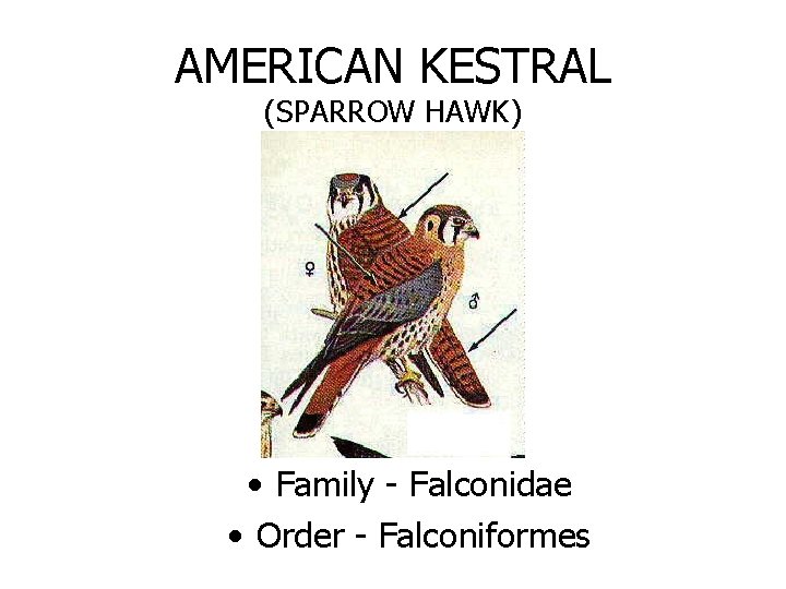 AMERICAN KESTRAL (SPARROW HAWK) • Family - Falconidae • Order - Falconiformes 