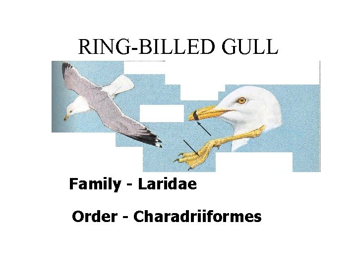 RING-BILLED GULL Family - Laridae Order - Charadriiformes 