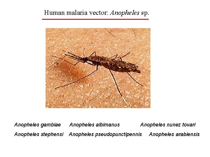 Human malaria vector: Anopheles sp. Anopheles gambiae Anopheles albimanus Anopheles nunez tovari Anopheles stephensi