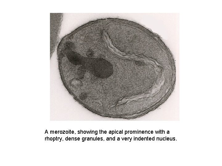 A merozoite, showing the apical prominence with a rhoptry, dense granules, and a very