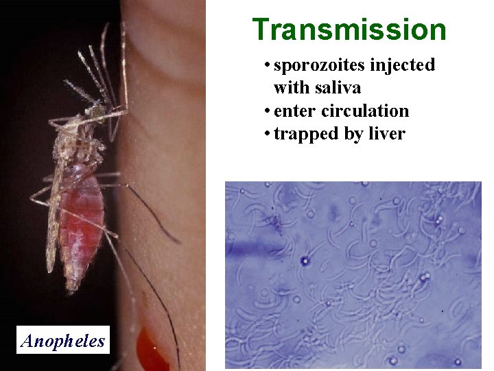 Transmission • sporozoites injected with saliva • enter circulation • trapped by liver Anopheles
