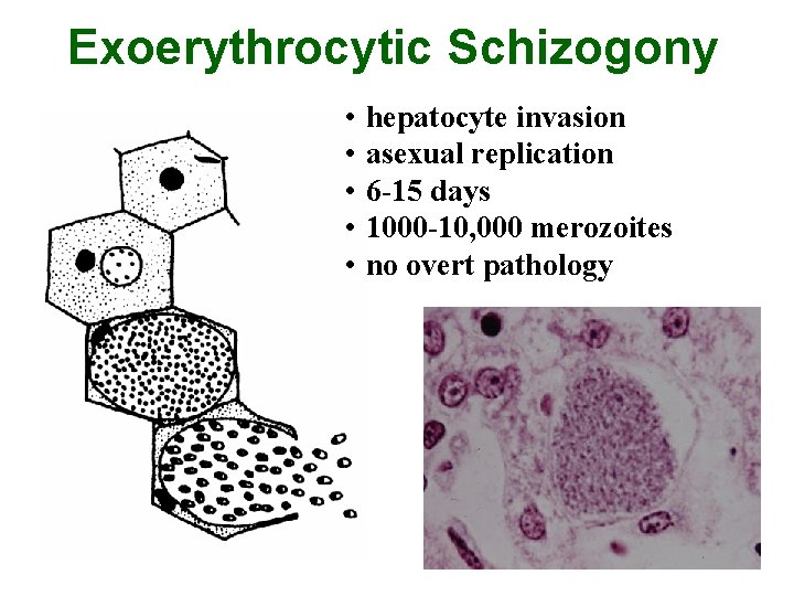 Exoerythrocytic Schizogony • • • hepatocyte invasion asexual replication 6 -15 days 1000 -10,