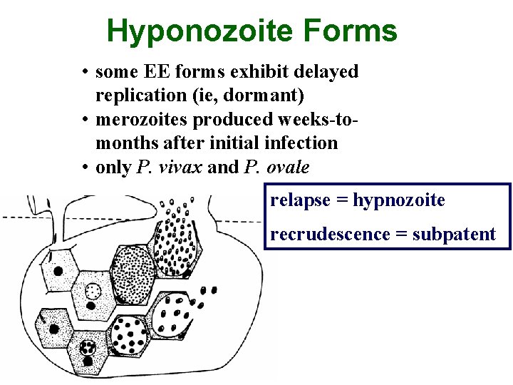 Hyponozoite Forms • some EE forms exhibit delayed replication (ie, dormant) • merozoites produced