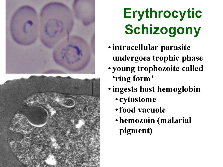 Erythrocytic Schizogony • intracellular parasite undergoes trophic phase • young trophozoite called ‘ring form’