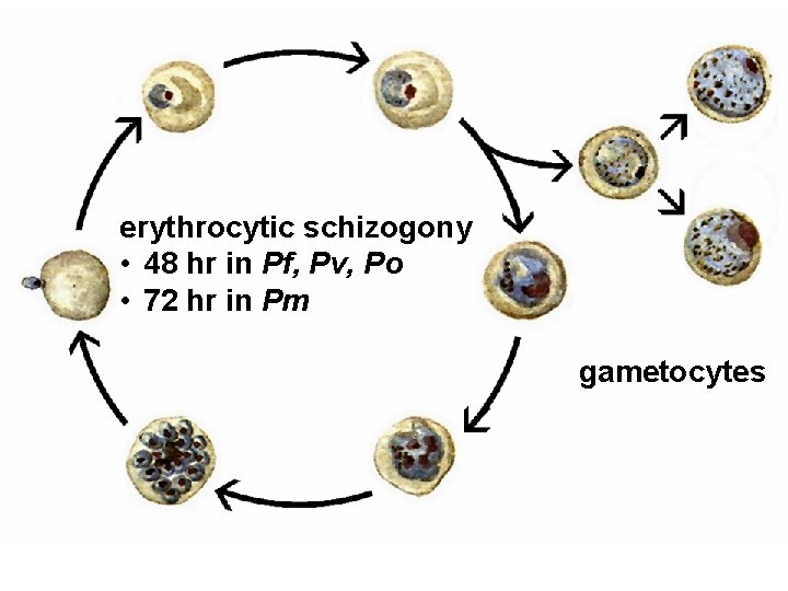 erythrocytic schizogony • 48 hr in Pf, Pv, Po • 72 hr in Pm
