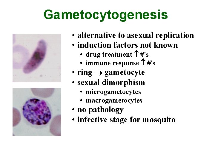 Gametocytogenesis • alternative to asexual replication • induction factors not known • drug treatment