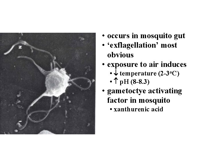  • occurs in mosquito gut • ‘exflagellation’ most obvious • exposure to air