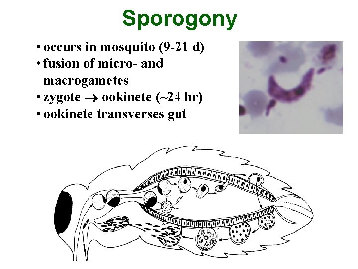 Sporogony • occurs in mosquito (9 -21 d) • fusion of micro- and macrogametes