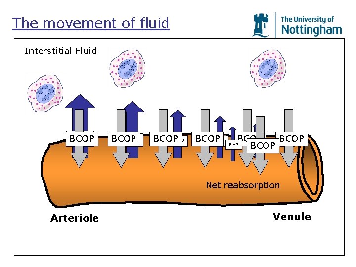 The movement of fluid Interstitial Fluid BCOP BHP BCOP BHP Net reabsorption Arteriole Venule The movement of fluid Interstitial Fluid BCOP BHP BCOP BHP Net reabsorption Arteriole Venule