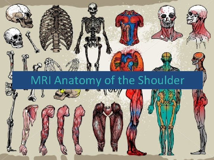 MRI Anatomy of the Shoulder 