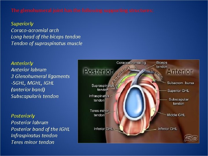 The glenohumeral joint has the following supporting structures: Superiorly Coraco-acromial arch Long head of