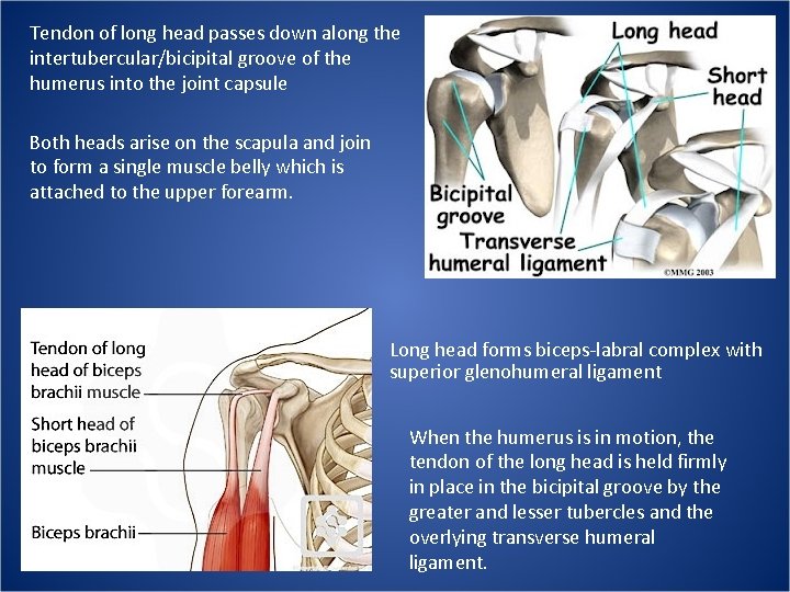 Tendon of long head passes down along the intertubercular/bicipital groove of the humerus into