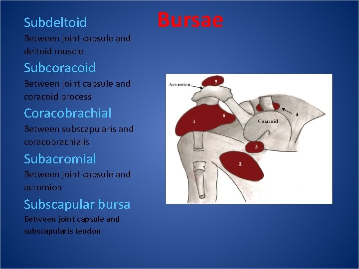 Subdeltoid Between joint capsule and deltoid muscle Subcoracoid Between joint capsule and coracoid process