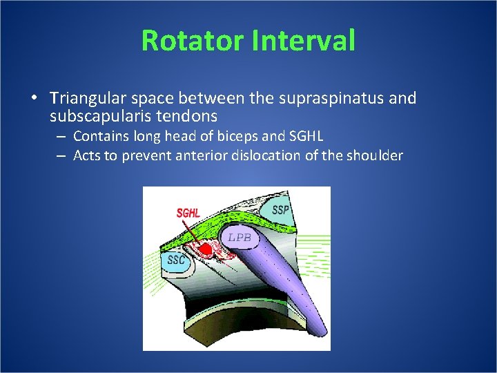 Rotator Interval • Triangular space between the supraspinatus and subscapularis tendons – Contains long