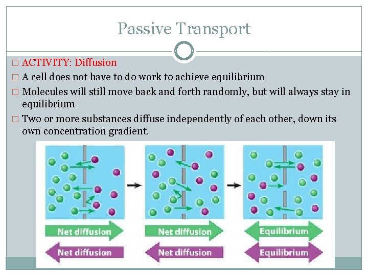 Passive Transport � ACTIVITY: Diffusion � A cell does not have to do work