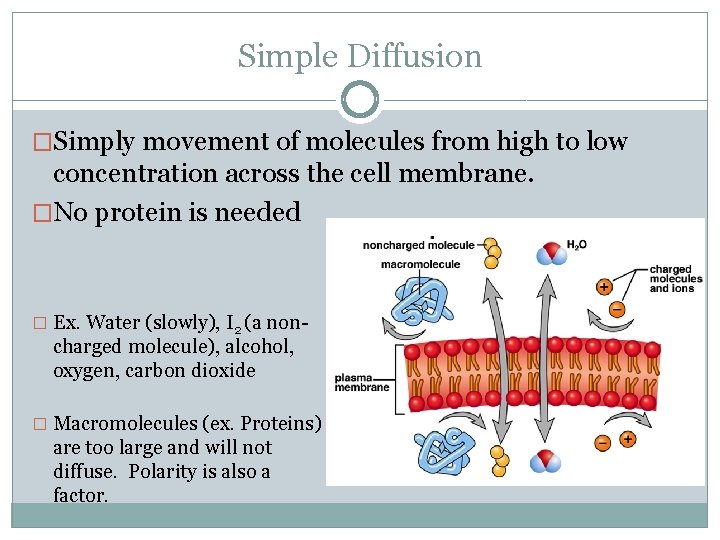 Simple Diffusion �Simply movement of molecules from high to low concentration across the cell