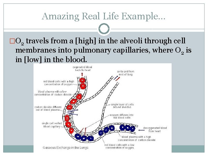 Amazing Real Life Example… �O 2 travels from a [high] in the alveoli through