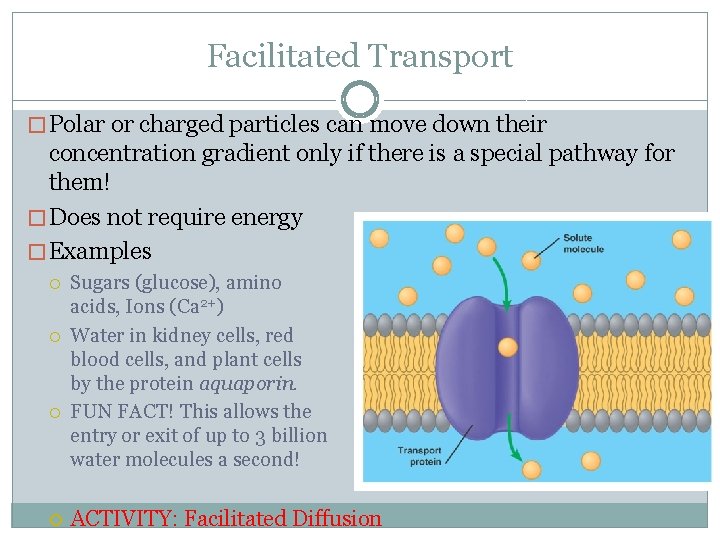 Facilitated Transport � Polar or charged particles can move down their concentration gradient only