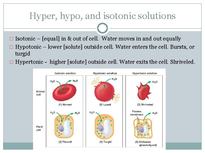 Hyper, hypo, and isotonic solutions � Isotonic – [equal] in & out of cell.