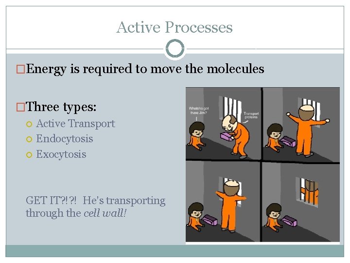 Active Processes �Energy is required to move the molecules �Three types: Active Transport Endocytosis