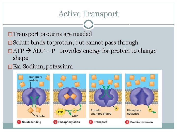 Active Transport � Transport proteins are needed � Solute binds to protein, but cannot