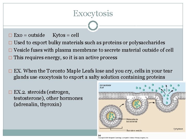 Exocytosis � Exo = outside Kytos = cell � Used to export bulky materials