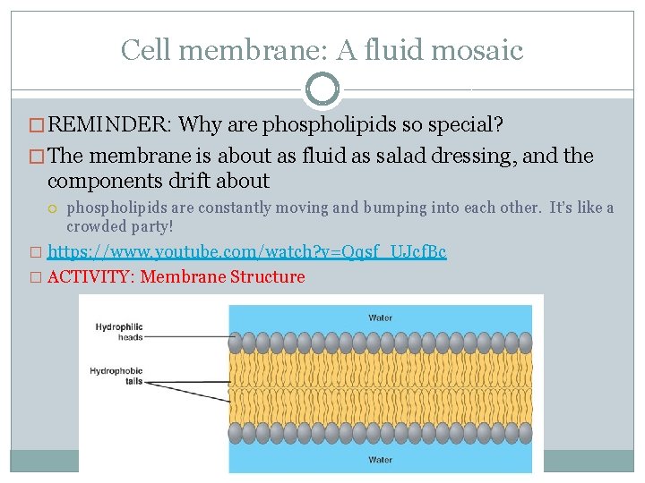 Cell membrane: A fluid mosaic � REMINDER: Why are phospholipids so special? � The