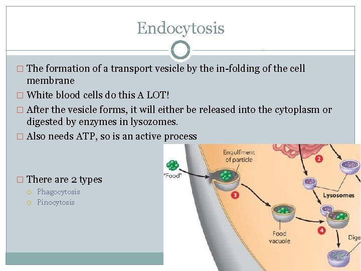 Endocytosis � The formation of a transport vesicle by the in-folding of the cell