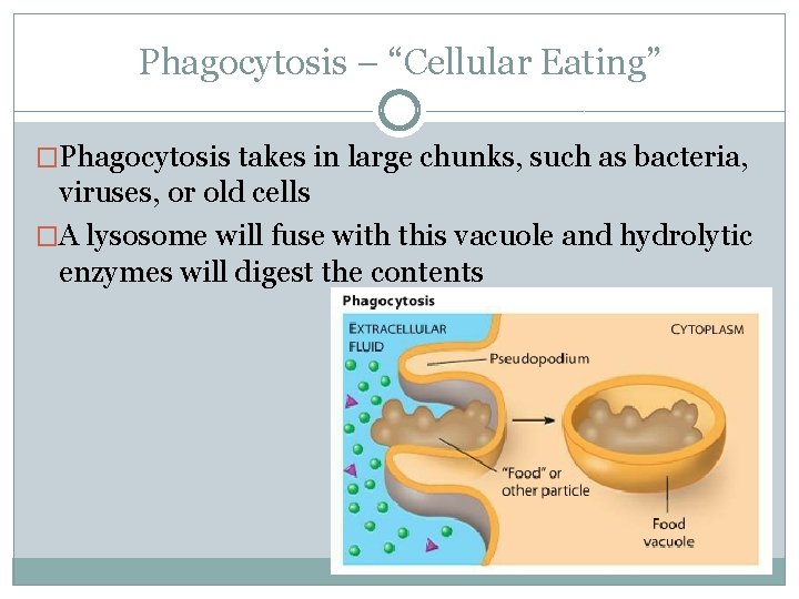 Phagocytosis – “Cellular Eating” �Phagocytosis takes in large chunks, such as bacteria, viruses, or