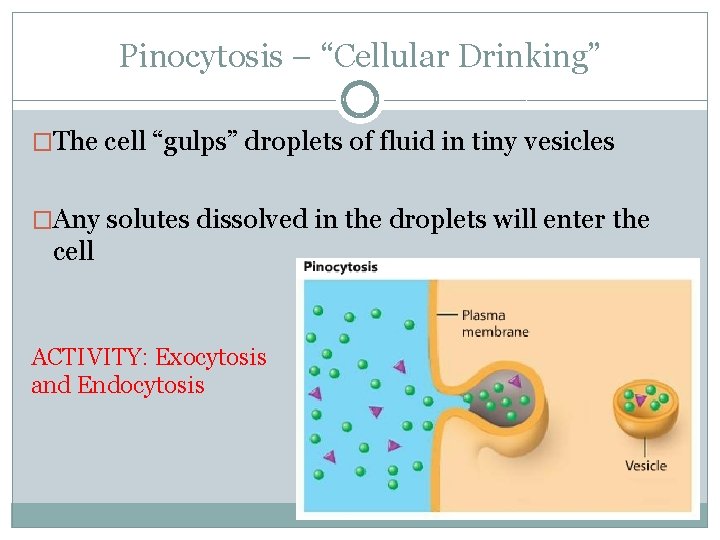 Pinocytosis – “Cellular Drinking” �The cell “gulps” droplets of fluid in tiny vesicles �Any