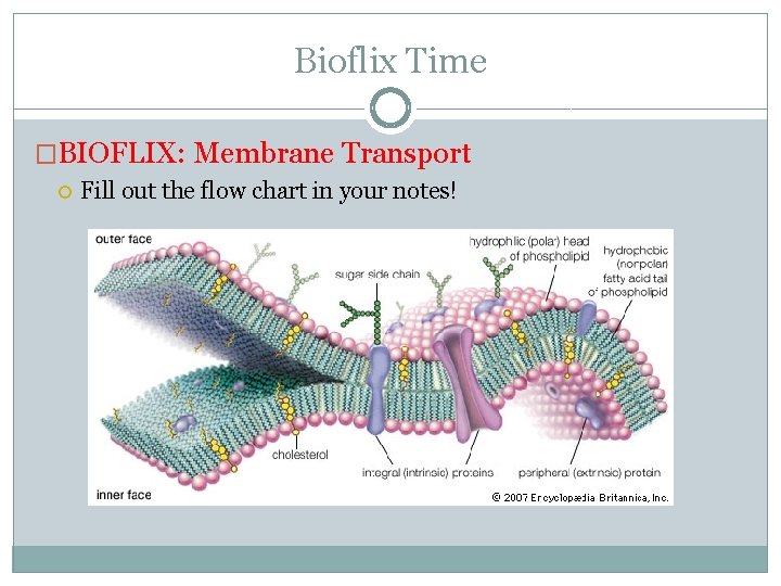 Bioflix Time �BIOFLIX: Membrane Transport Fill out the flow chart in your notes! 