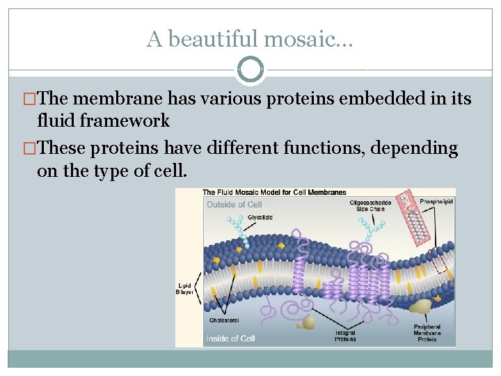 A beautiful mosaic… �The membrane has various proteins embedded in its fluid framework �These