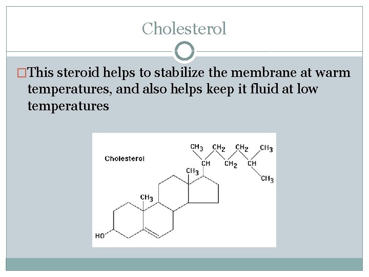 Cholesterol �This steroid helps to stabilize the membrane at warm temperatures, and also helps
