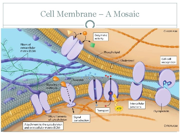 Cell Membrane – A Mosaic 
