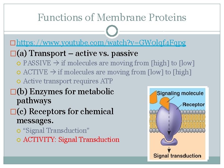 Functions of Membrane Proteins � https: //www. youtube. com/watch? v=GW 0 lqf 4 Fqpg