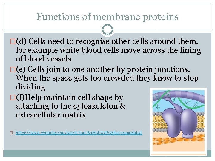 Functions of membrane proteins �(d) Cells need to recognise other cells around them, for